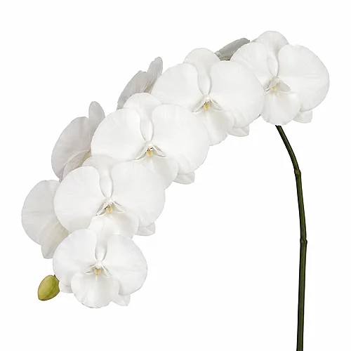 Phalaenopsis White Serenity
