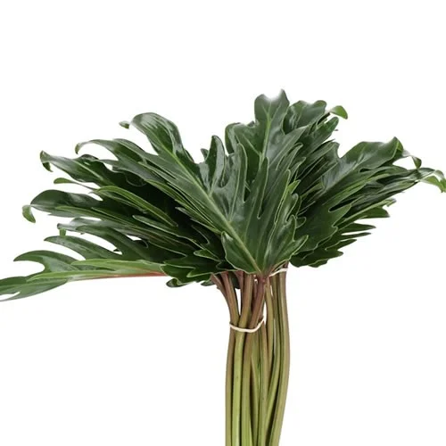 Philodendron Xanadu
