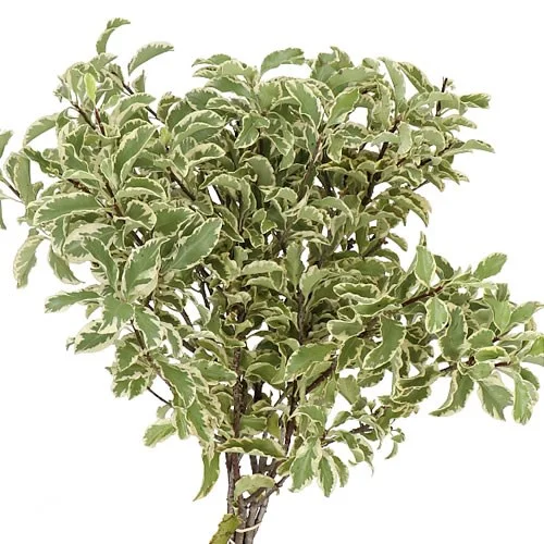 Pittosporum