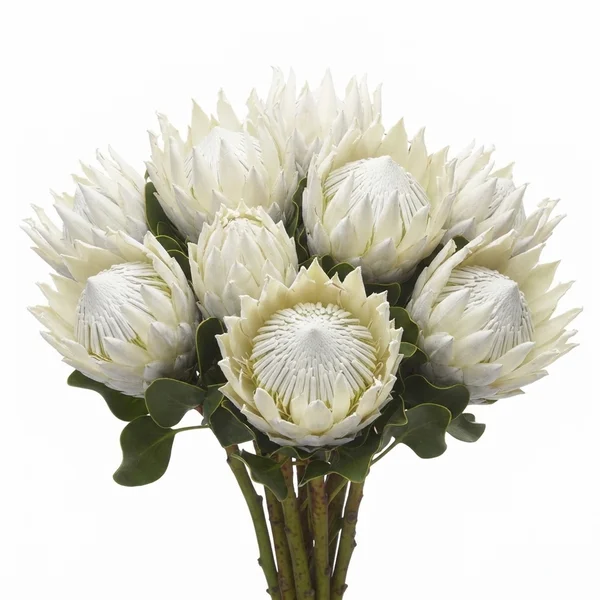 Protea Arctic Ice
