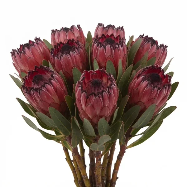 Protea Barbigera Red Beauty
