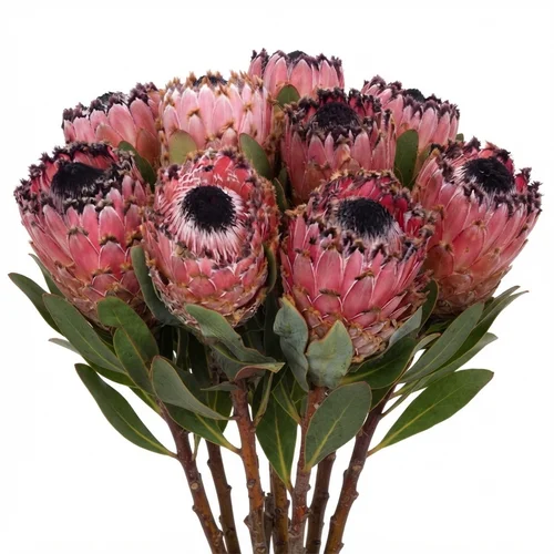 Protea Barbigera