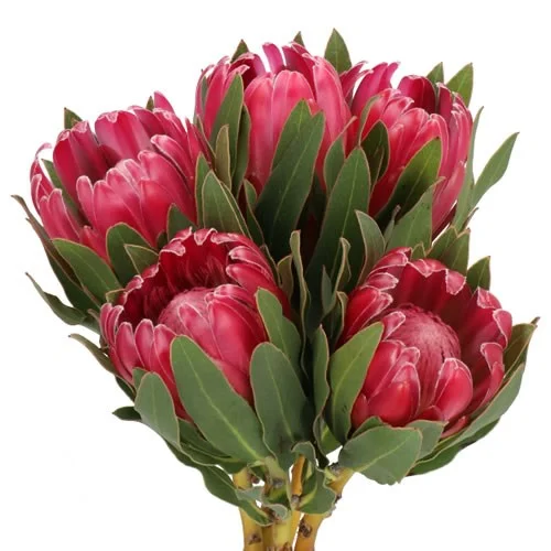 Protea Brenda