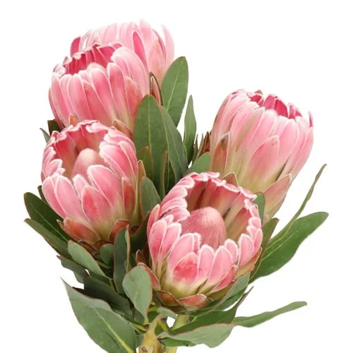 Protea Carnival