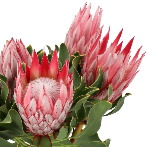 Protea Cynaroides