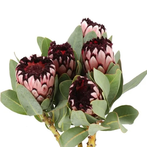 Protea Didi