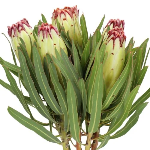Protea Limelight