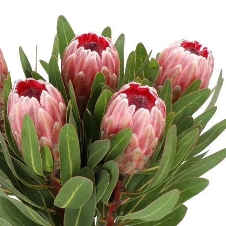 Protea Pink Ice