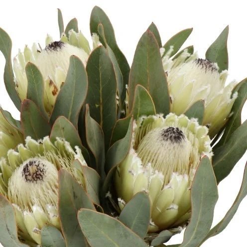 Protea Polar Princess