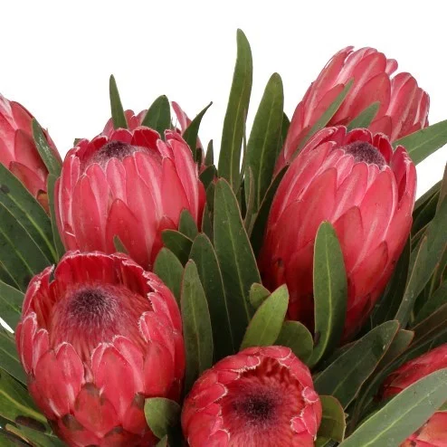 Protea Red Ice