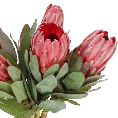 Protea Sharon
