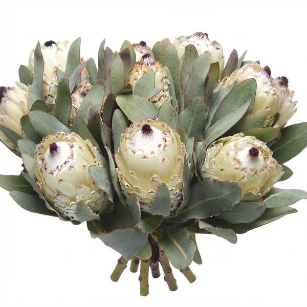 Protea Snow Queen