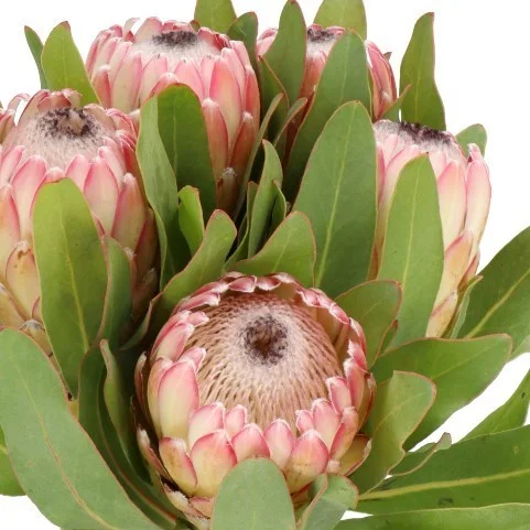 Protea Susara