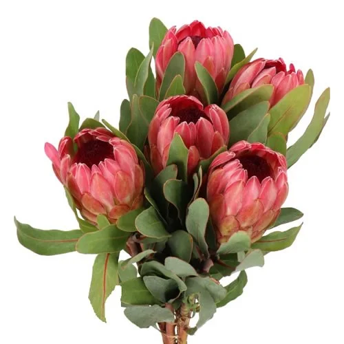 Protea Sylvia