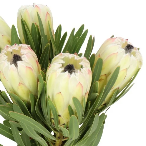 Protea White Night