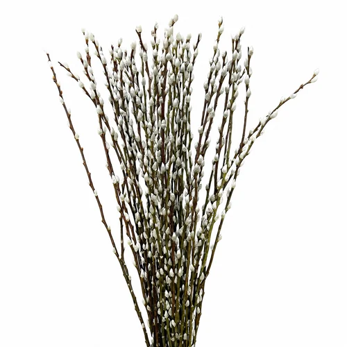 Pussy Willow