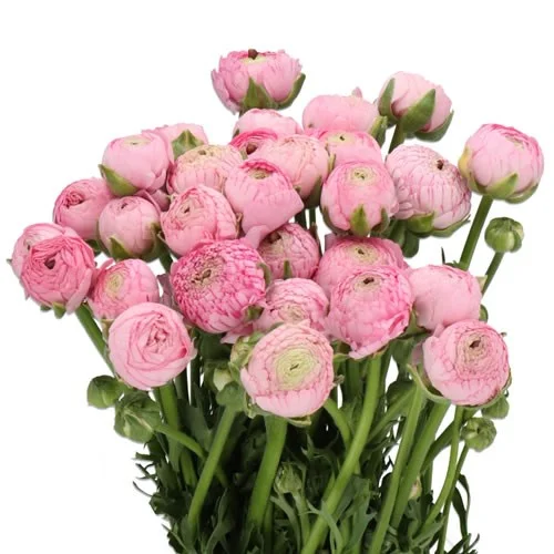 Ranunculus Aazur Pink