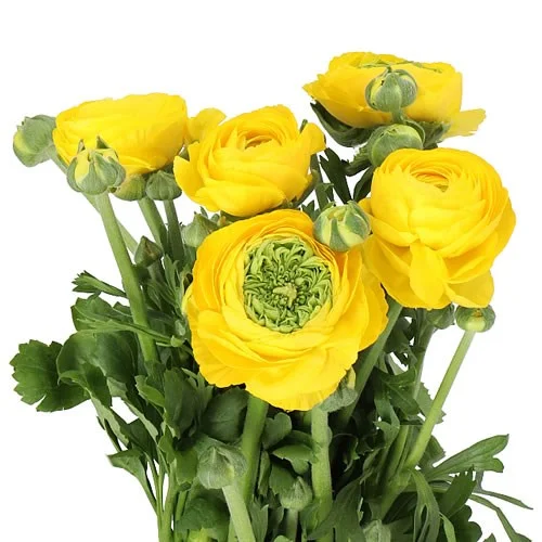 Ranunculus Amandine Gold