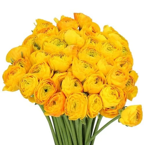 Ranunculus Cloony Ceres