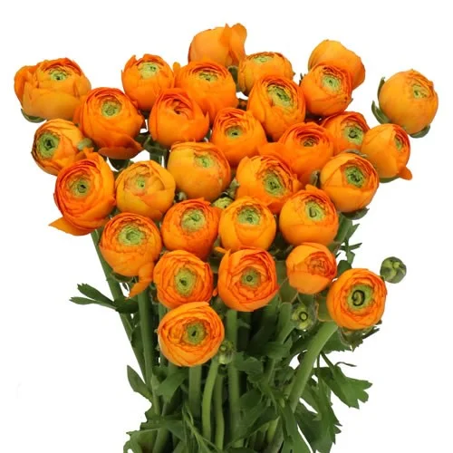 Ranunculus Cloony Clementine