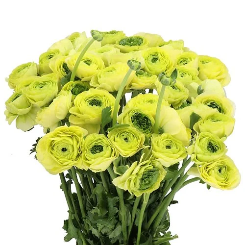 Ranunculus Cloony Lemon