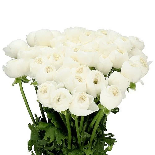 Ranunculus Cloony Niveus