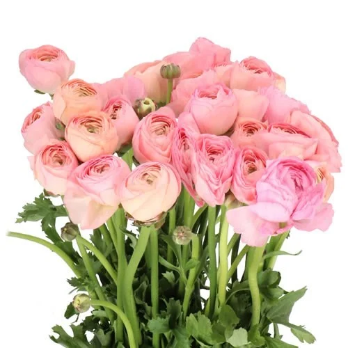 Ranunculus Cloony Venere