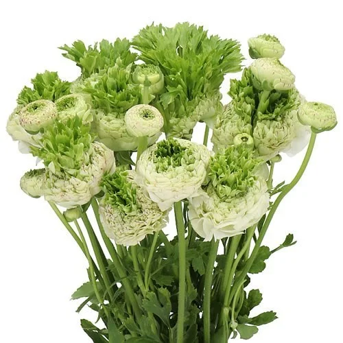 Ranunculus Crown Giverny