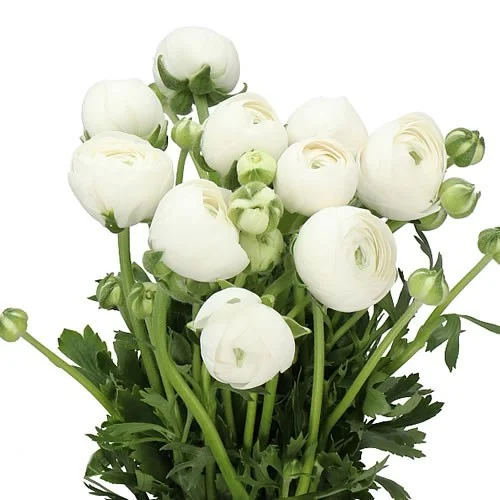 Ranunculus Iceberg