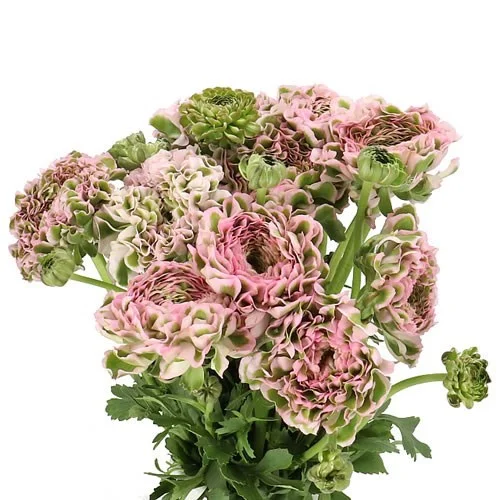 Ranunculus Pon Pon Candy