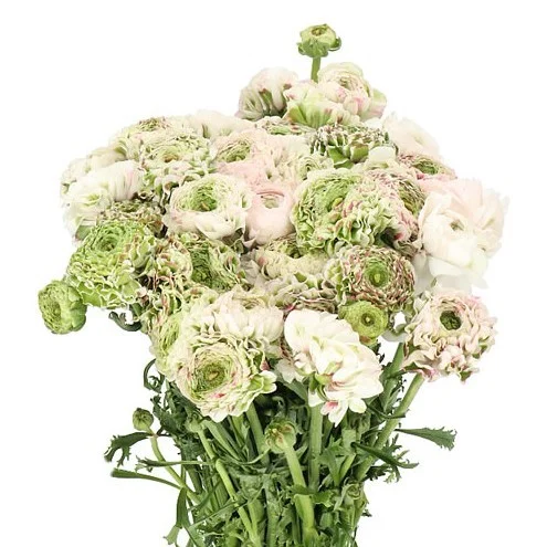 Ranunculus Pon Pon Casper
