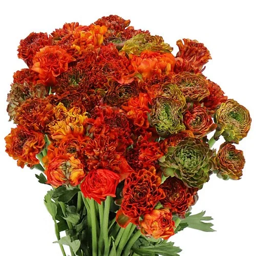 Ranunculus Pon Pon Garfield