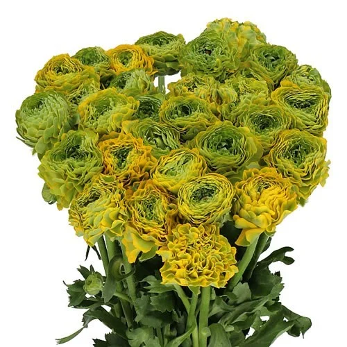 Ranunculus Pon Pon Luna