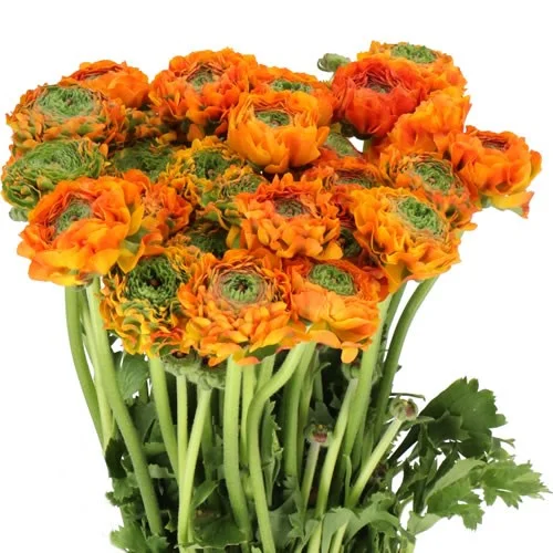 Ranunculus Pon Pon Merlino