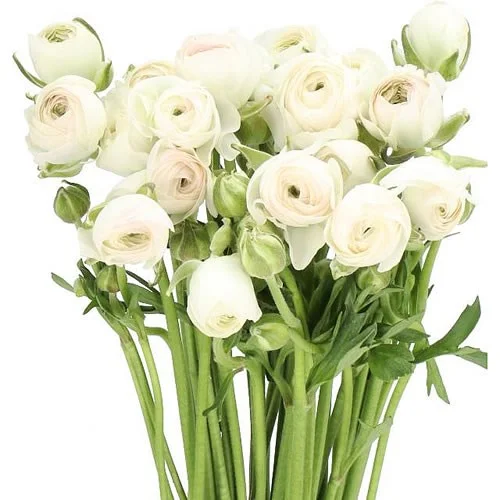 Ranunculus Romance Courchevel