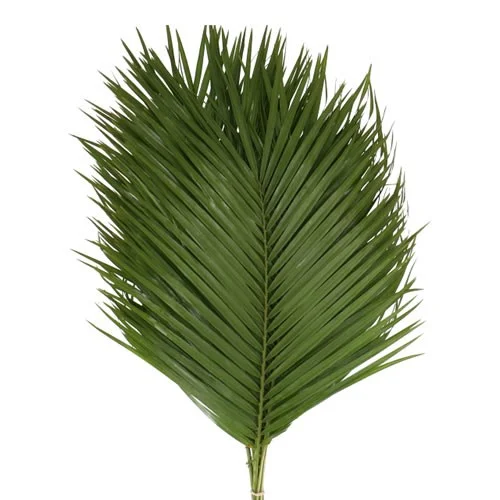 Roebelenii