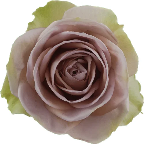 Rosa Amnesia