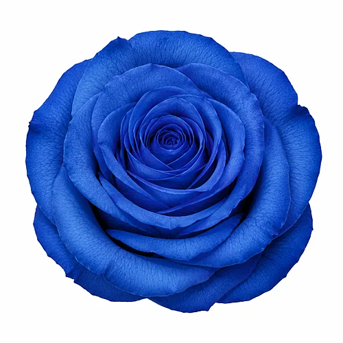 Rosa Azul