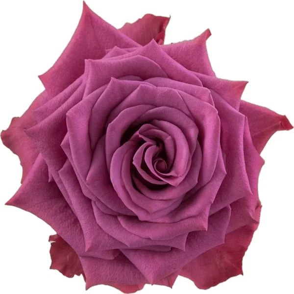 Rosa Blueberry