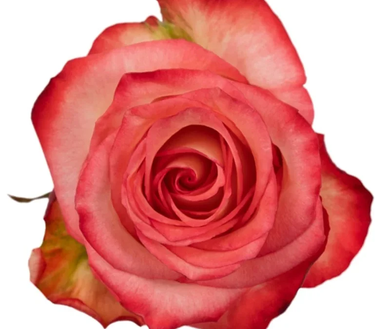 Rosa Blush