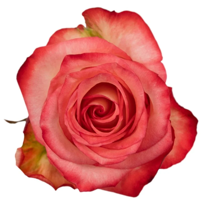 Rosa Blush