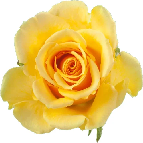 Rosa Butterscotch