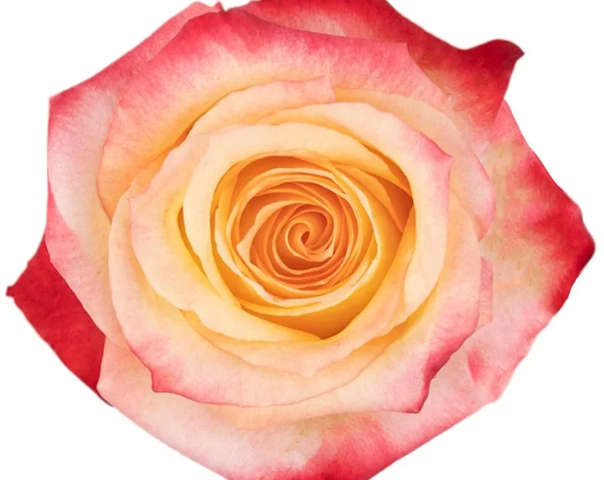 Rosa Cabaret