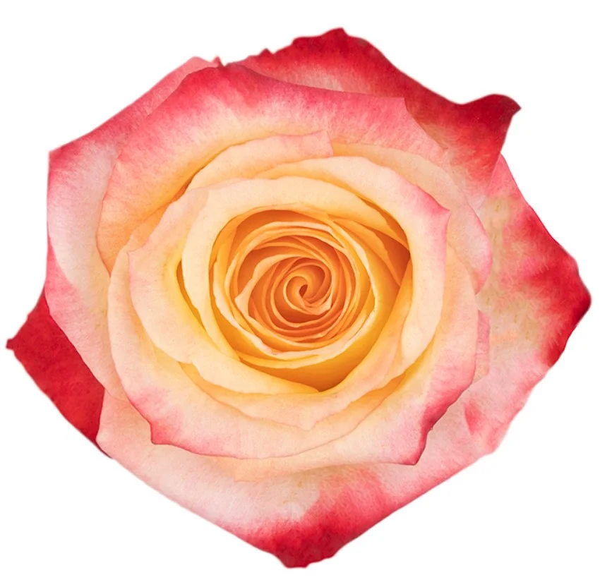 Rosa Cabaret