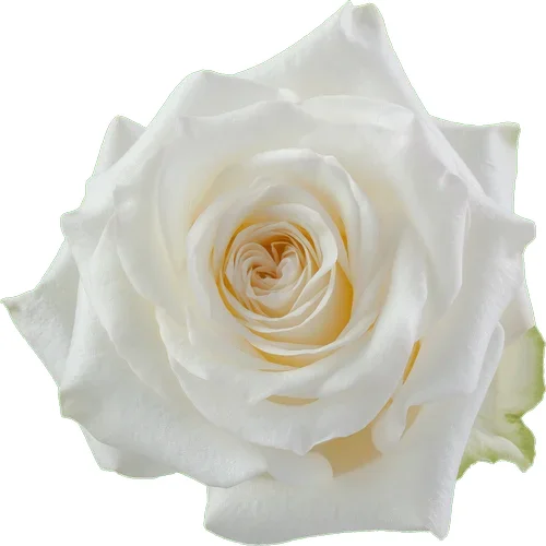 Rosa Candlelight