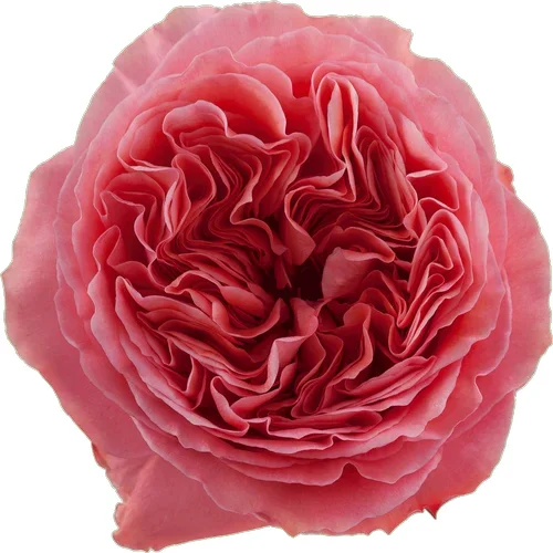Rosa Candy X-Pression