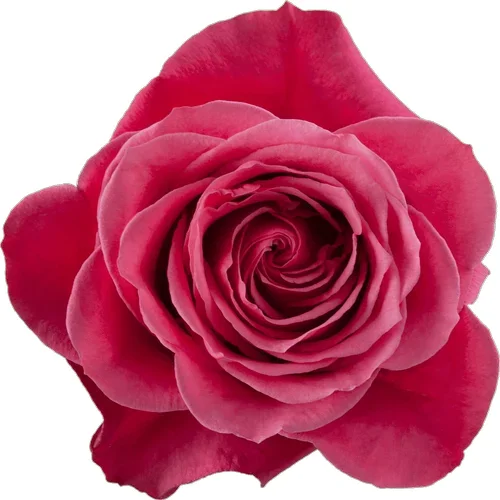 Rosa Cherry O