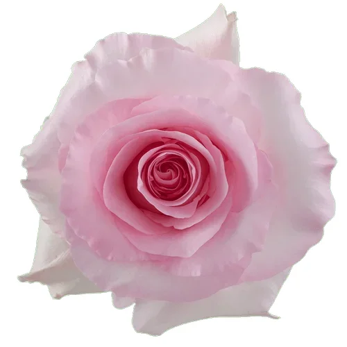 Rosa Christa