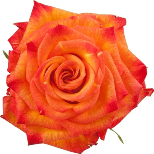 Rosa Circus