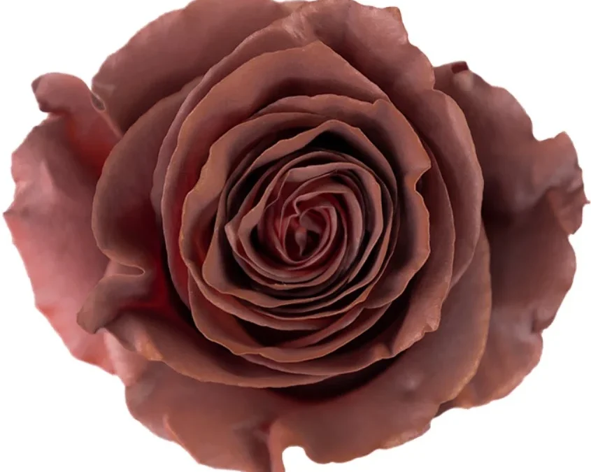 Rosa Coffee